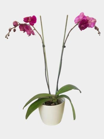 Orquídea - Florería Miranda