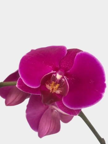 Orquídea - Florería Miranda