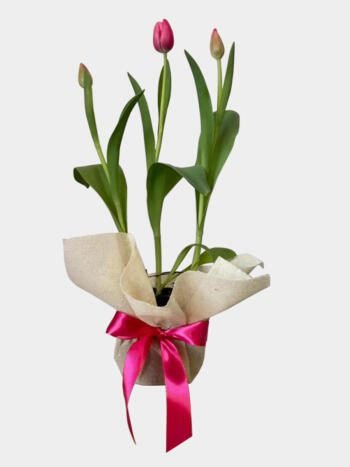 Tulipanes - Florería Miranda