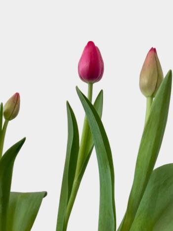 Tulipanes - Florería Miranda