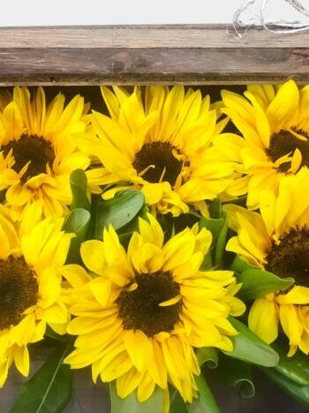 Tesoro - Florería Miranda