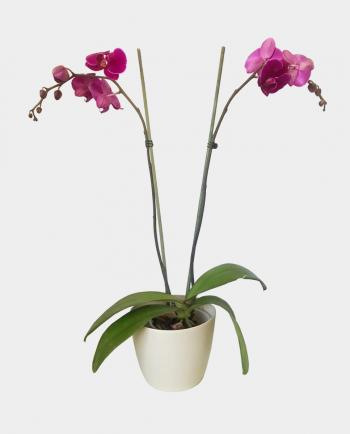 Orquídea - Florería Miranda