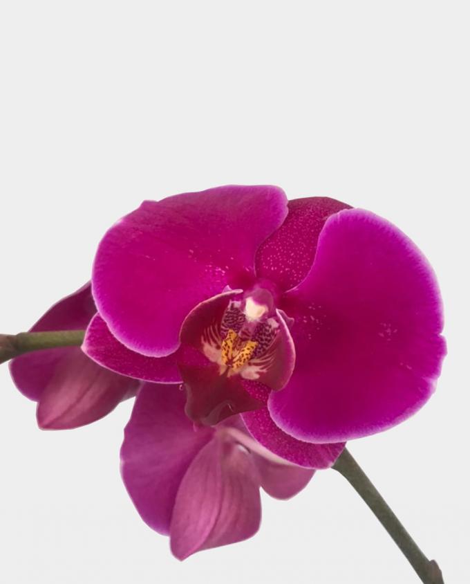 Orquídea - Florería Miranda