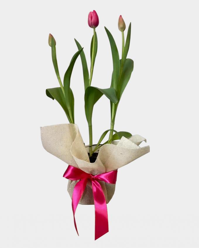 Tulipanes - Florería Miranda