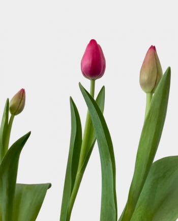 Tulipanes - Florería Miranda